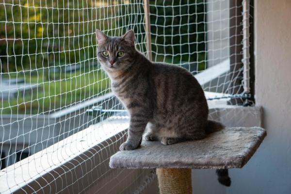 Como evitar que os gatos subam no muro - Barreiras anti fuga para varandas e sacadas