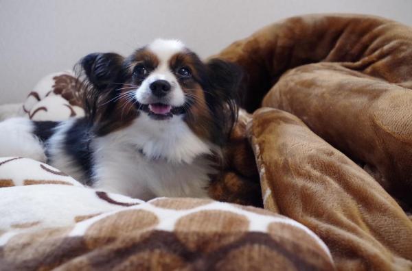 Por que meu cachorro não come se não estiver com ele? - Como ajudar o cachorro a comer na sua ausência?