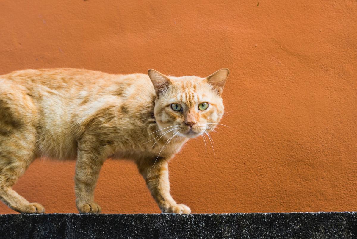 Como evitar que os gatos subam no muro
