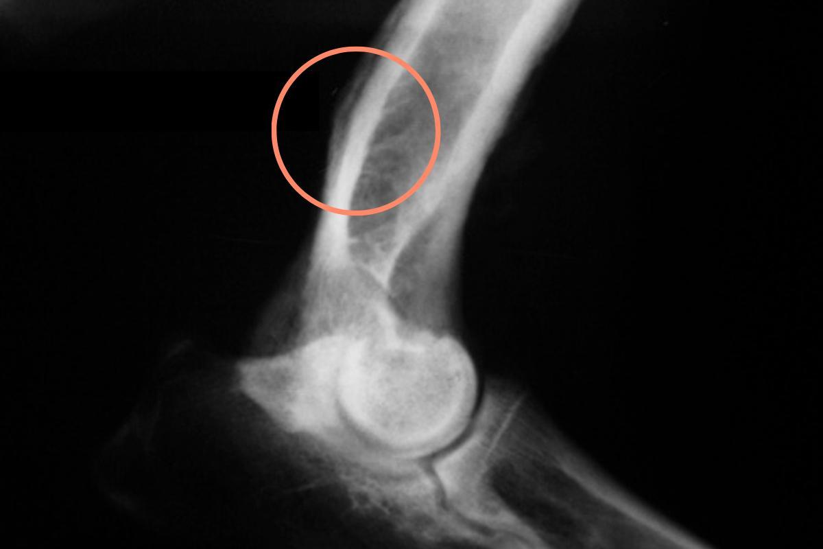 Osteossarcoma em cães - Sintomas e tratamento