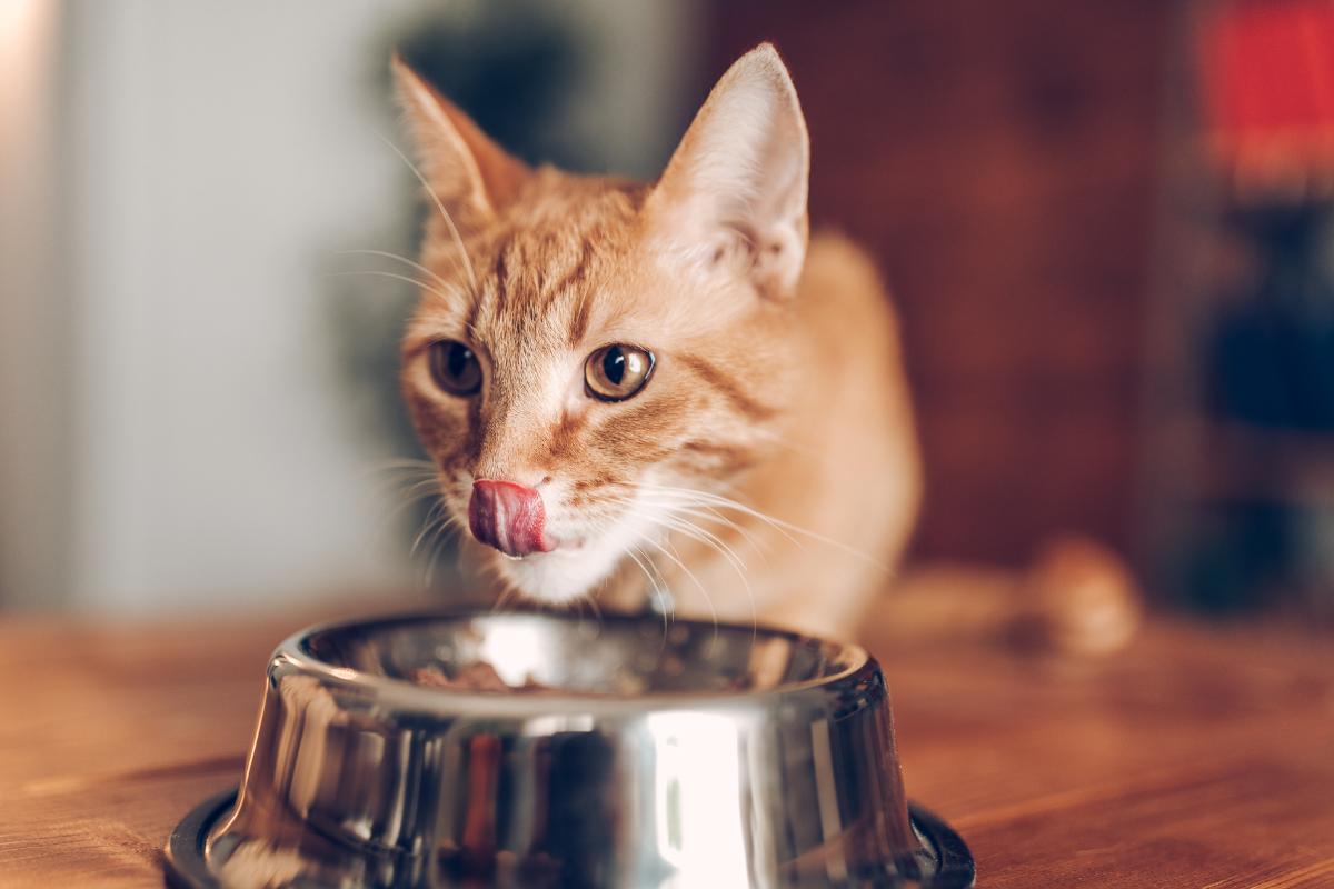 Alimentos humanos que um gato pode comer