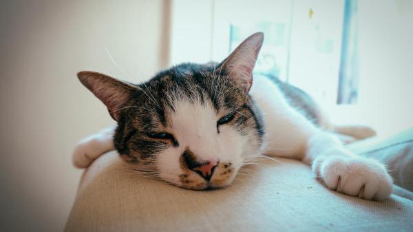 Por que os gatos dormem tanto? - O gato sempre dorme sono profundo?