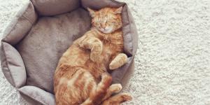 Por que os gatos dormem tanto?