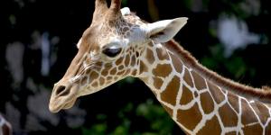 Porque o pescoço da girafa é grande