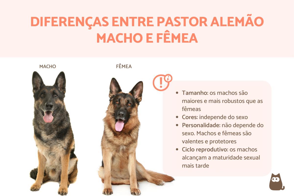 Diferenças entre pastor alemão macho e fêmea