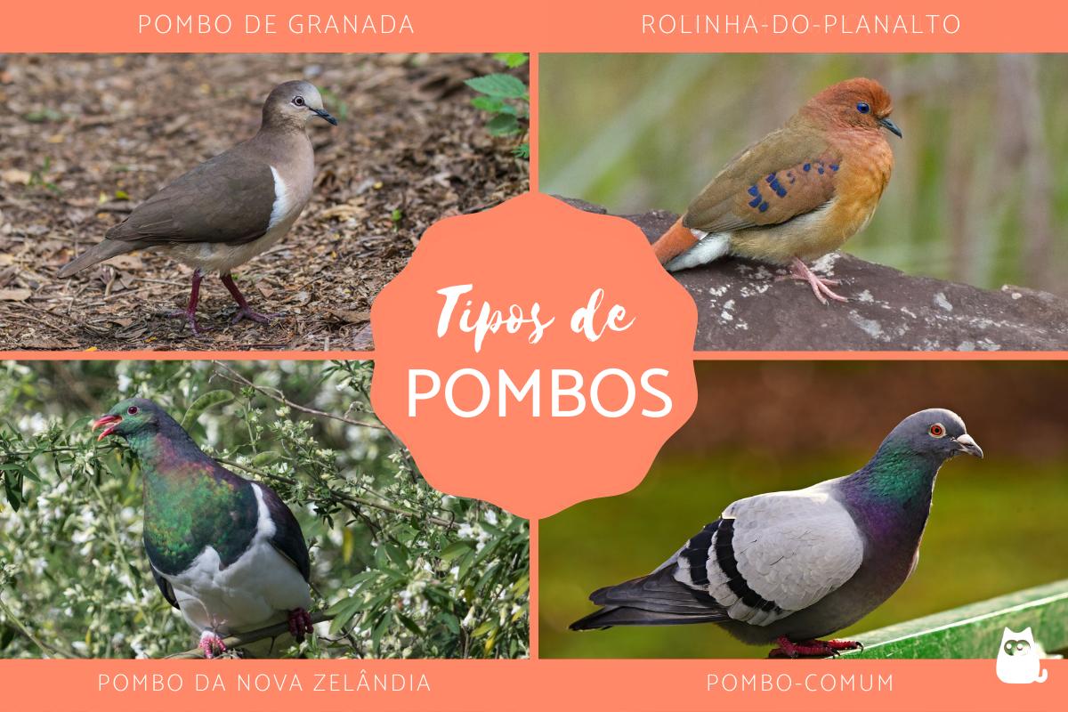 Tipos de pombos
