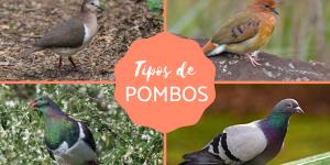 Tipos de pombos