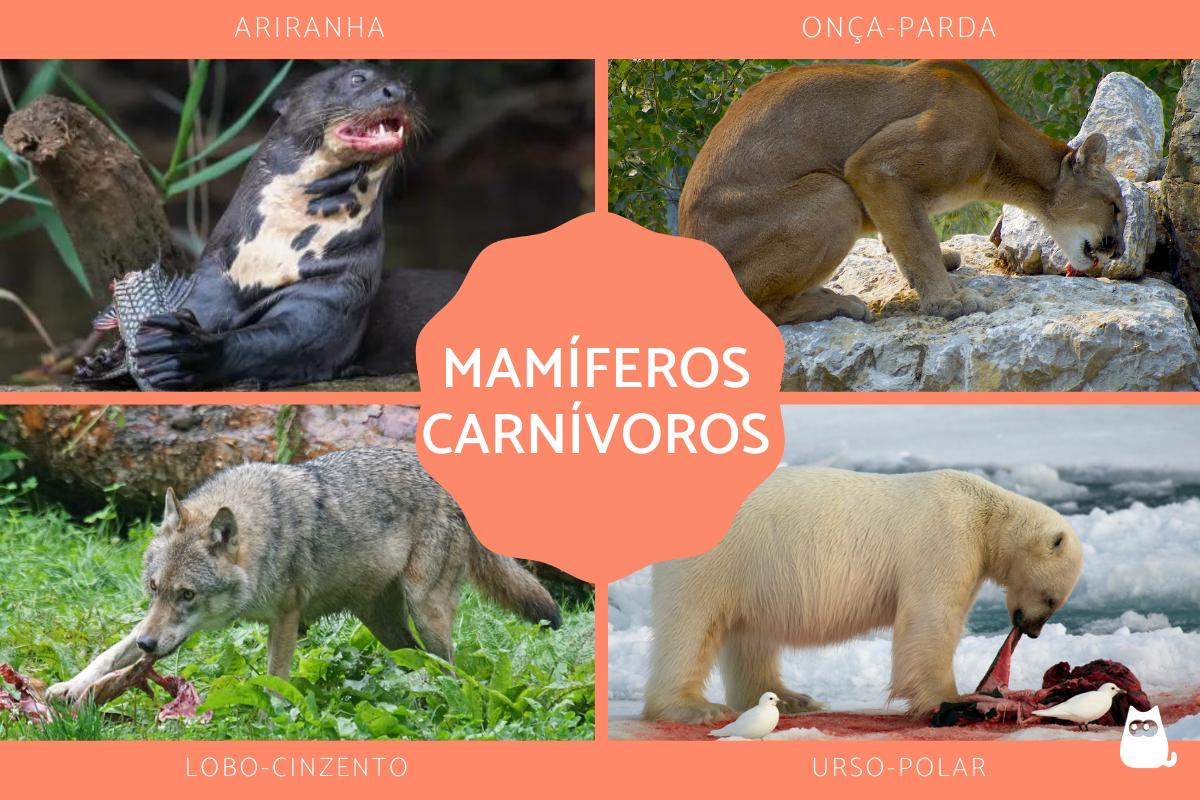 Mamíferos carnívoros - Características e exemplos