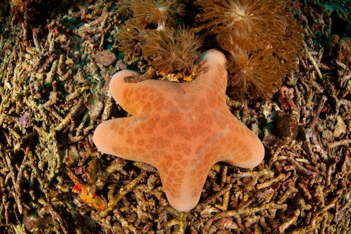Qual é o habitat das estrelas-do-mar?