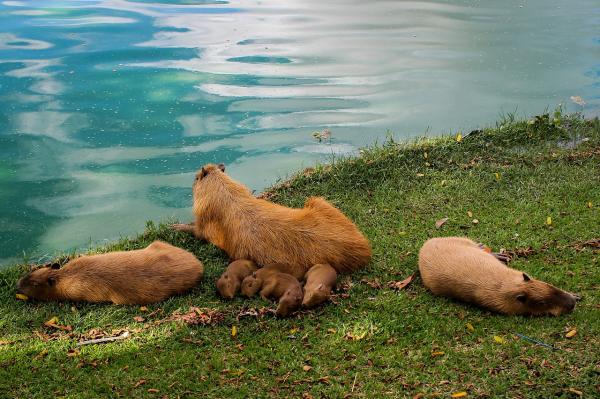 A capivara como animal de estimação - A capivara como animal de estimação