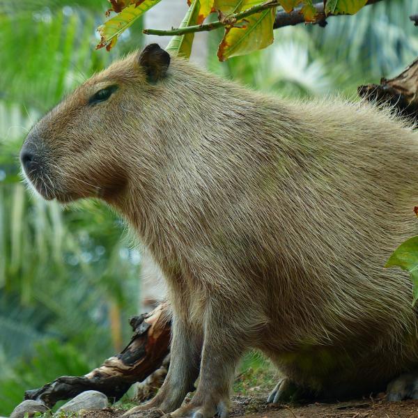 A capivara como animal de estimação