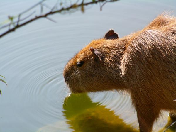 A capivara como animal de estimação - A saúde das capivaras domésticas