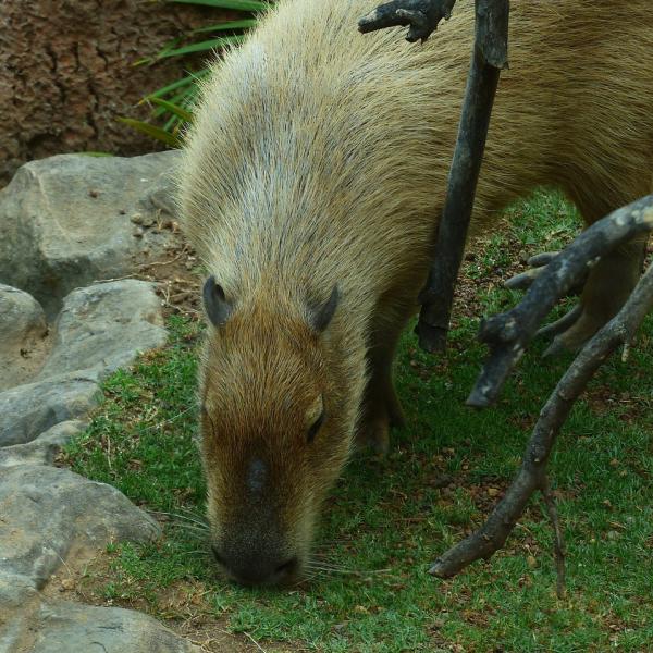 A capivara como animal de estimação - Alimentação das capivaras