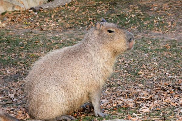 A capivara como animal de estimação - Características das capivaras