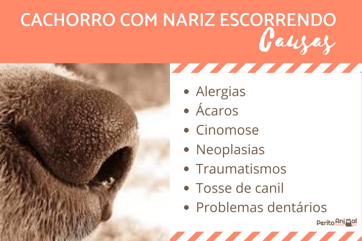 Cachorro com nariz escorrendo: causas e tratamento