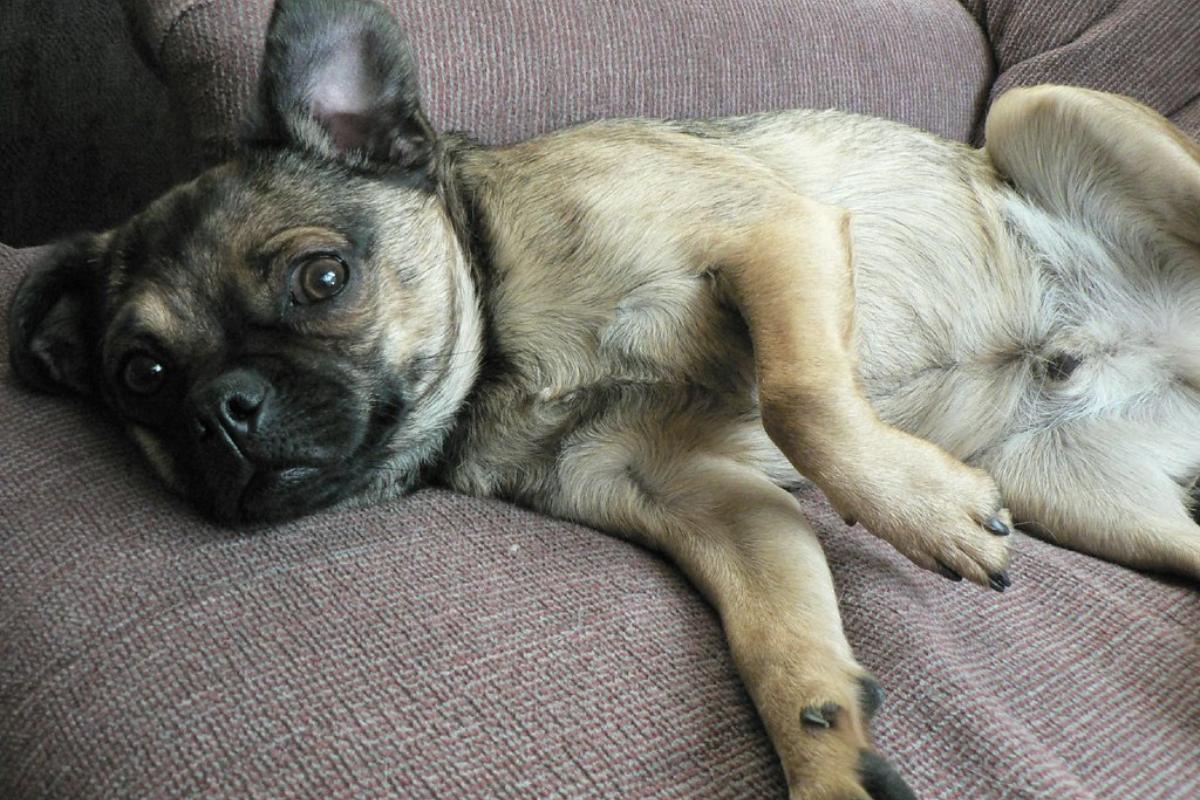 Como desinflamar o estômago de um cachorro?