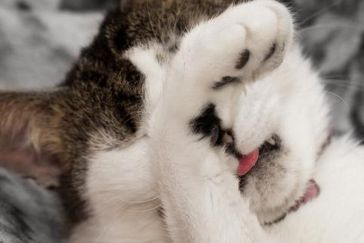 Por que meu gato solta tanto pum?