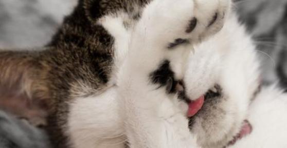 Por que meu gato solta tanto pum?