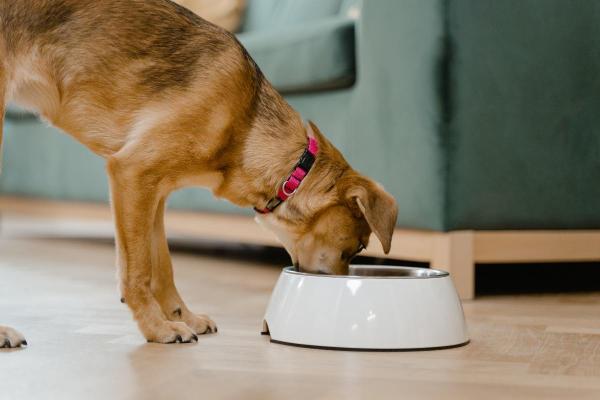 Como desinflamar o estômago de um cachorro? - Tratamento dietético