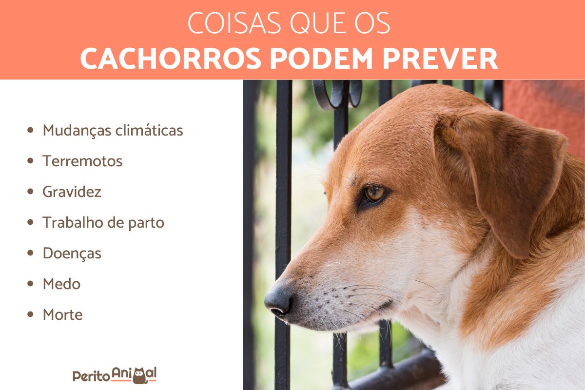 11 coisas que os cachorros podem prever