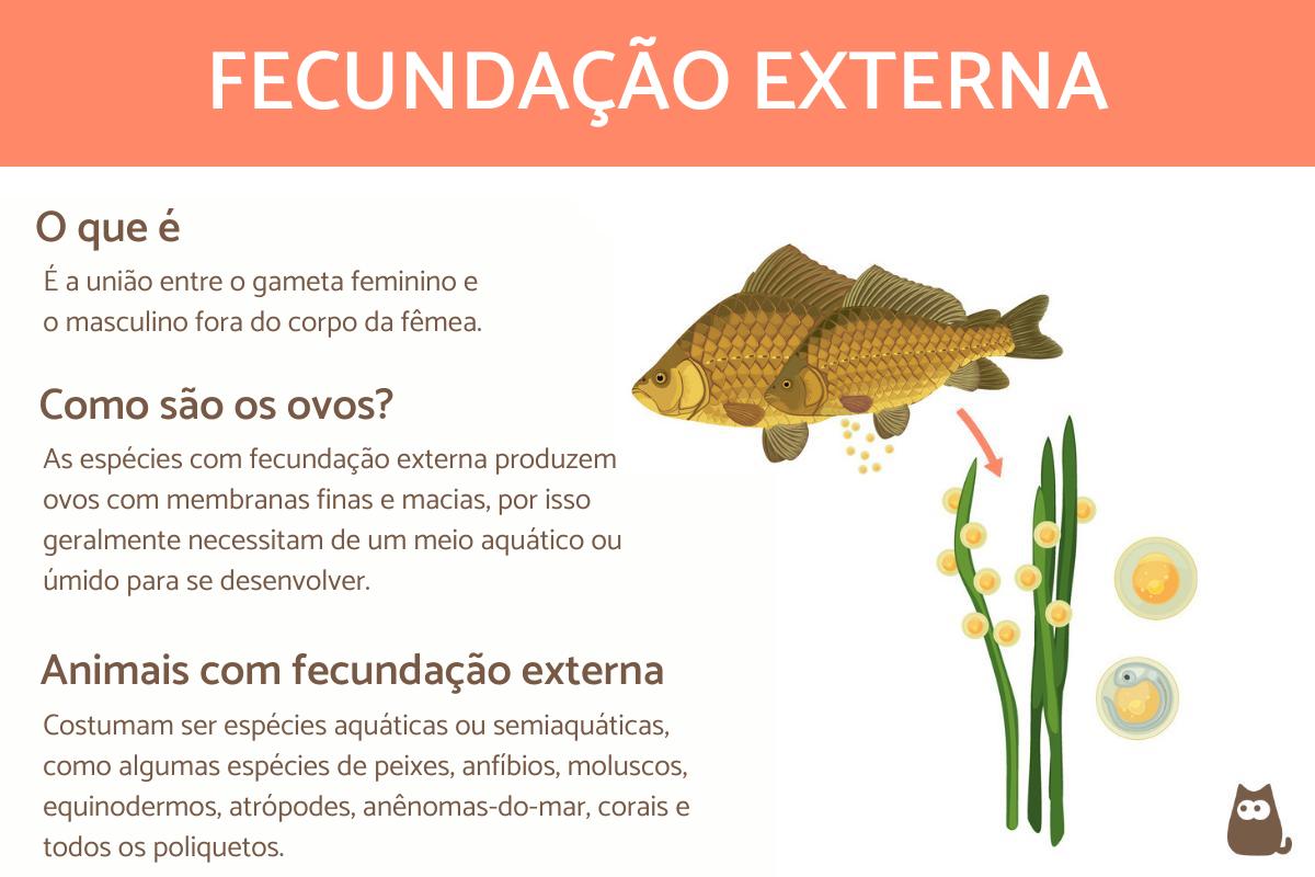 Animais com fecundação externa