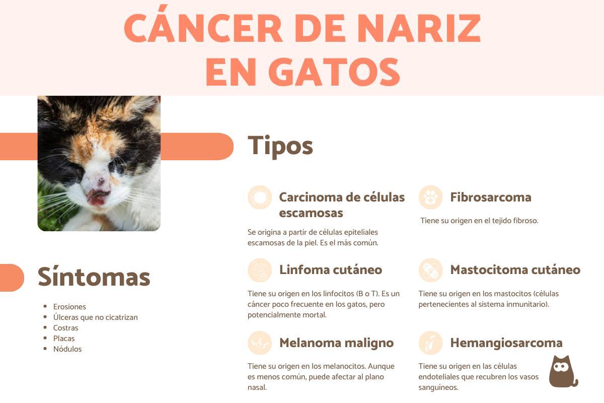 Câncer nasal em gatos: sintomas e tratamento