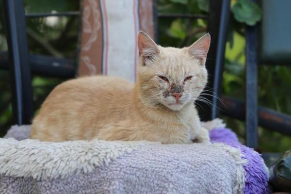Câncer nasal em gatos: sintomas e tratamento - Sintomas de câncer nasal em gatos