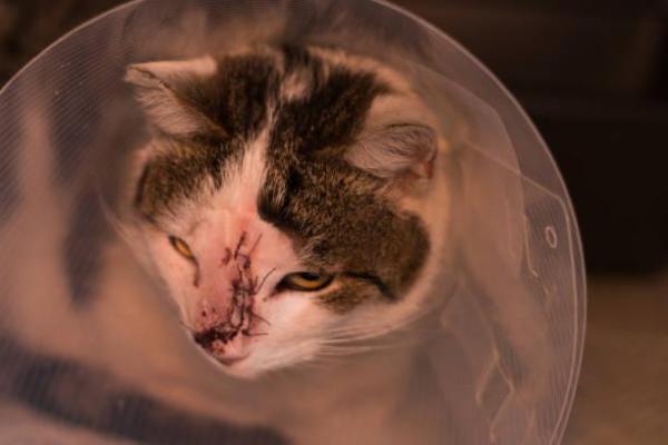 Câncer nasal em gatos: sintomas e tratamento - Tratamento para câncer nasal em gatos