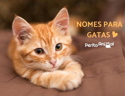 Nomes para gatos fêmeas