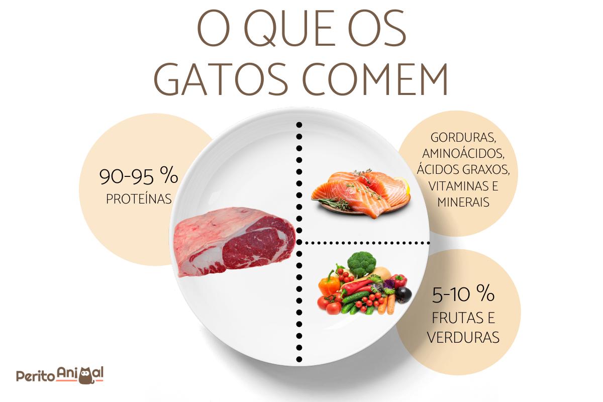O que os gatos comem?