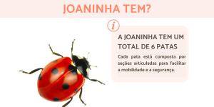 Quantas pernas uma joaninha tem?