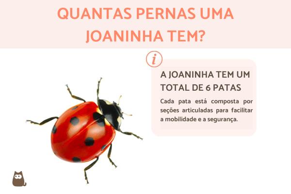 Quantas pernas uma joaninha tem?