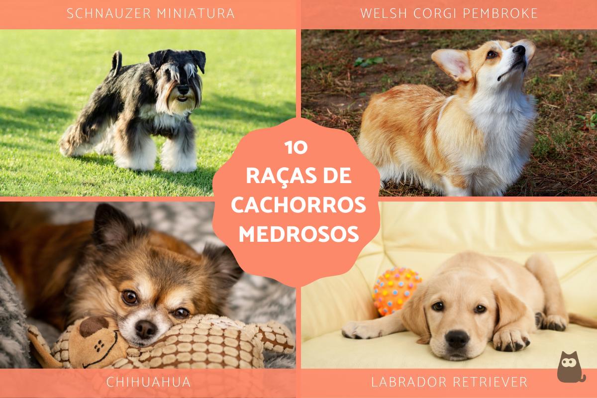 Raças de cachorros medrosos