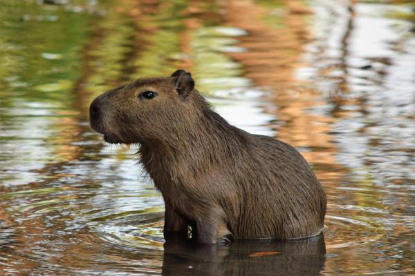 Curiosidades da capivara - 10. É vítima de caça