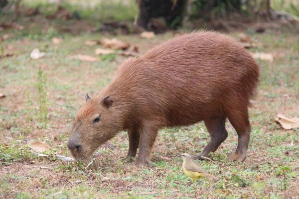 Curiosidades da capivara - 1. É o maior roedor do mundo 