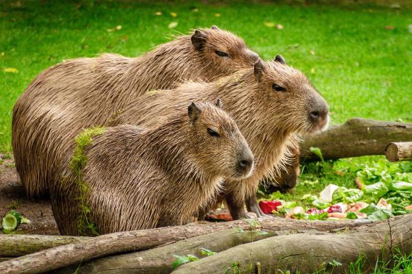 Curiosidades da capivara - 4. É um roedor bastante social