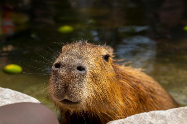 Curiosidades da capivara - 6. Tem um olfato altamente desenvolvido