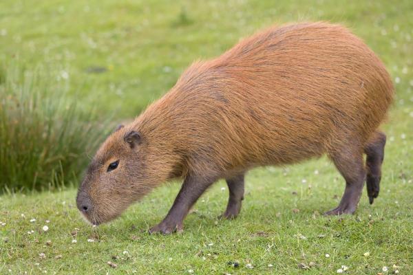 Curiosidades da capivara - 7. É um herbívoro estrito e também cecotrófico