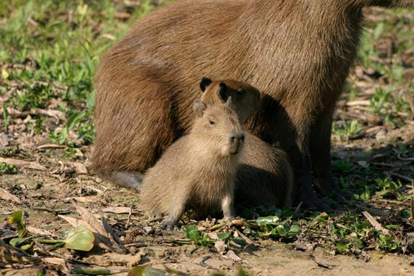 Curiosidades da capivara - 8. Reproduz-se durante todo o ano