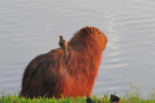 Curiosidades da capivara - 9. Tem relações importantes com outras espécies