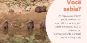 Curiosidades da capivara