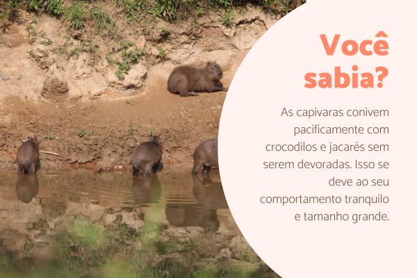 Curiosidades da capivara