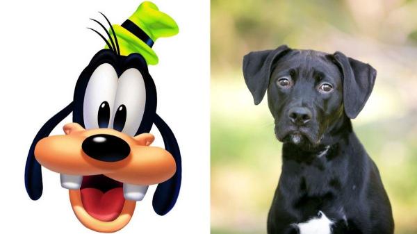 Qual animal é o pateta da Disney? - Características físicas do Pateta que demonstram que ele é um cachorro