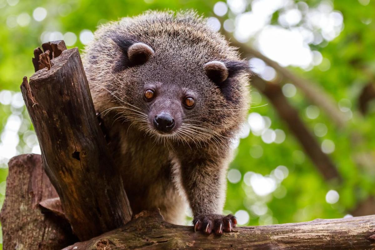 Binturong - Características, habitat, alimentação e reprodução