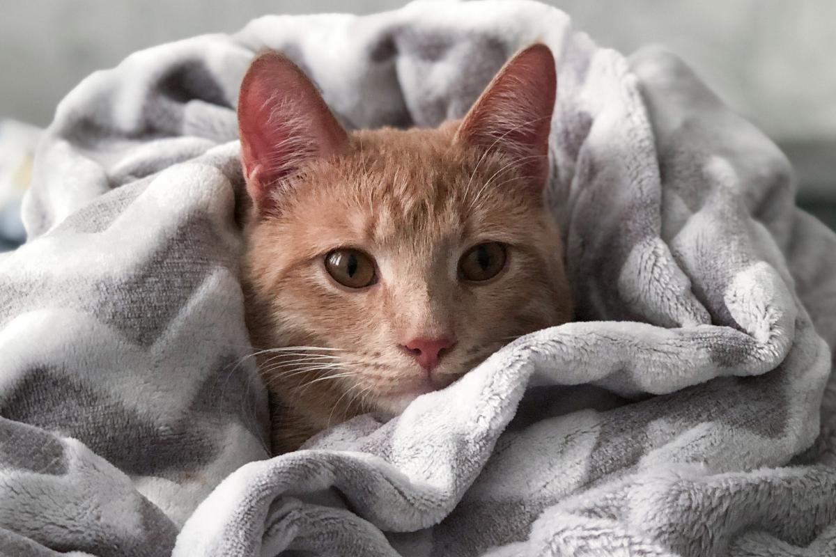 Hipotermia em gatos – Causas, sintomas e tratamento