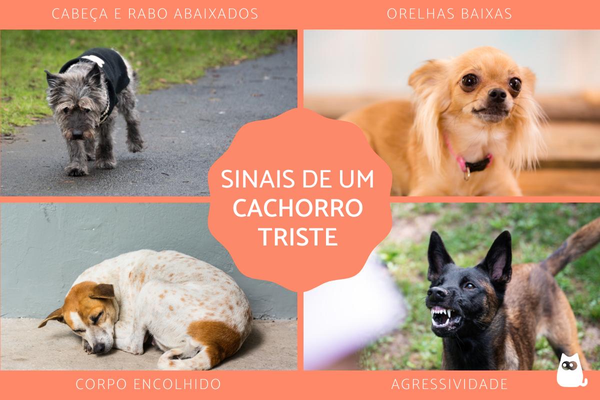 Como saber se o cachorro está triste?