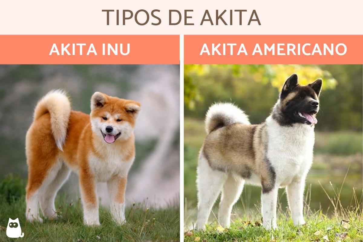 Tipos de akita - Raças, características e fotos