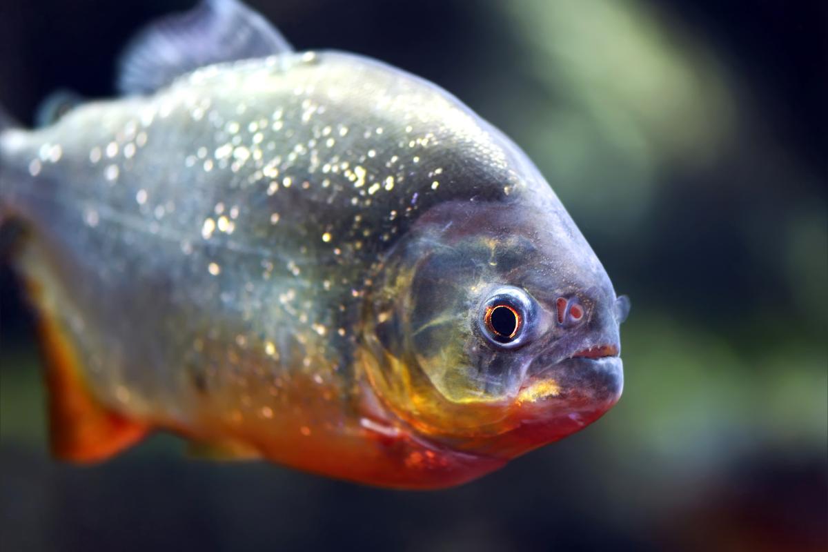 A piranha como animal de estimação