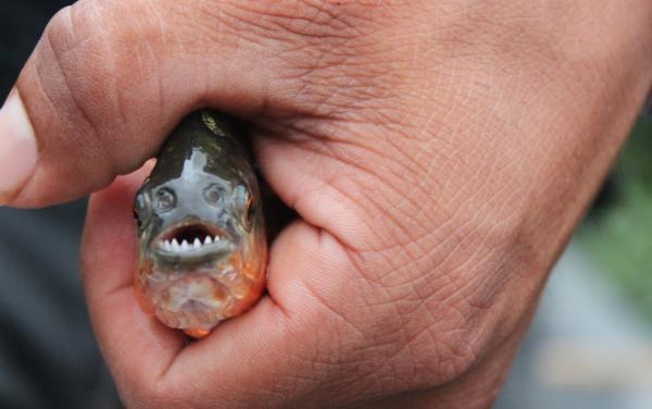 A piranha como animal de estimação - Alimentação da piranha