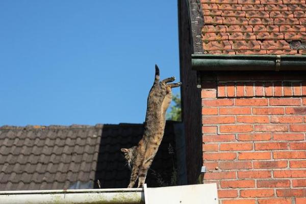 Por que dizem que os gatos têm 7 vidas? - Os gatos são como o Super-homem